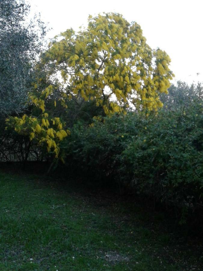 House In The Olive Garden Apartment Agios Ioannis  Luaran gambar